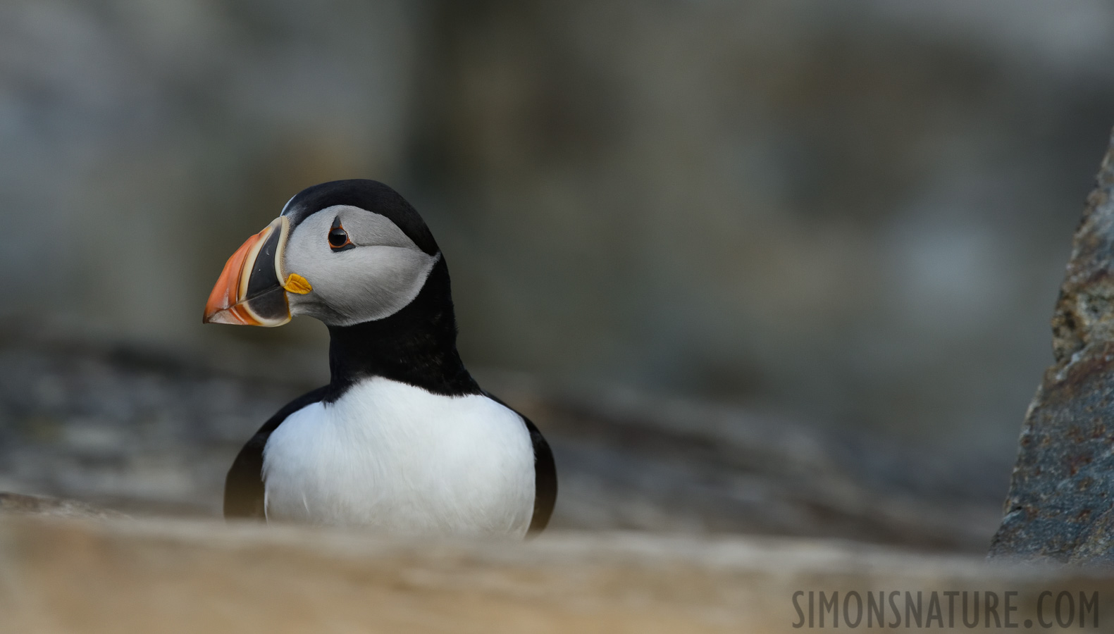 Fratercula arctica [400 mm, 1/800 Sek. bei f / 8.0, ISO 1000]